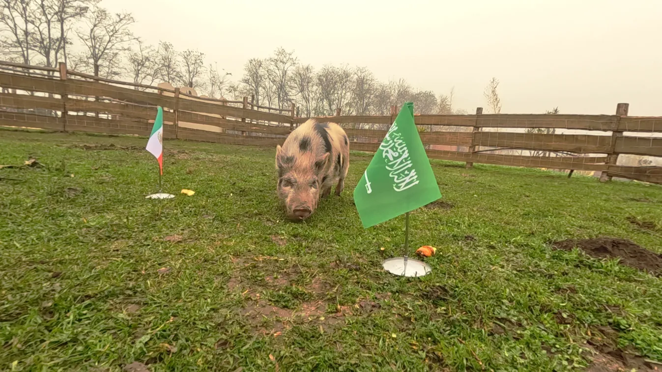 Radar - Timo jóslata a Szaúd-Arábia-Mexikó meccsre