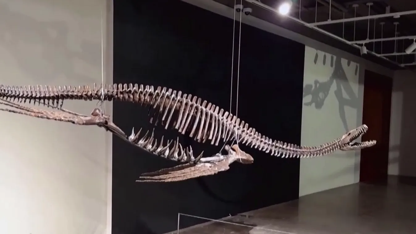 Radar - Csontvázak az aukción