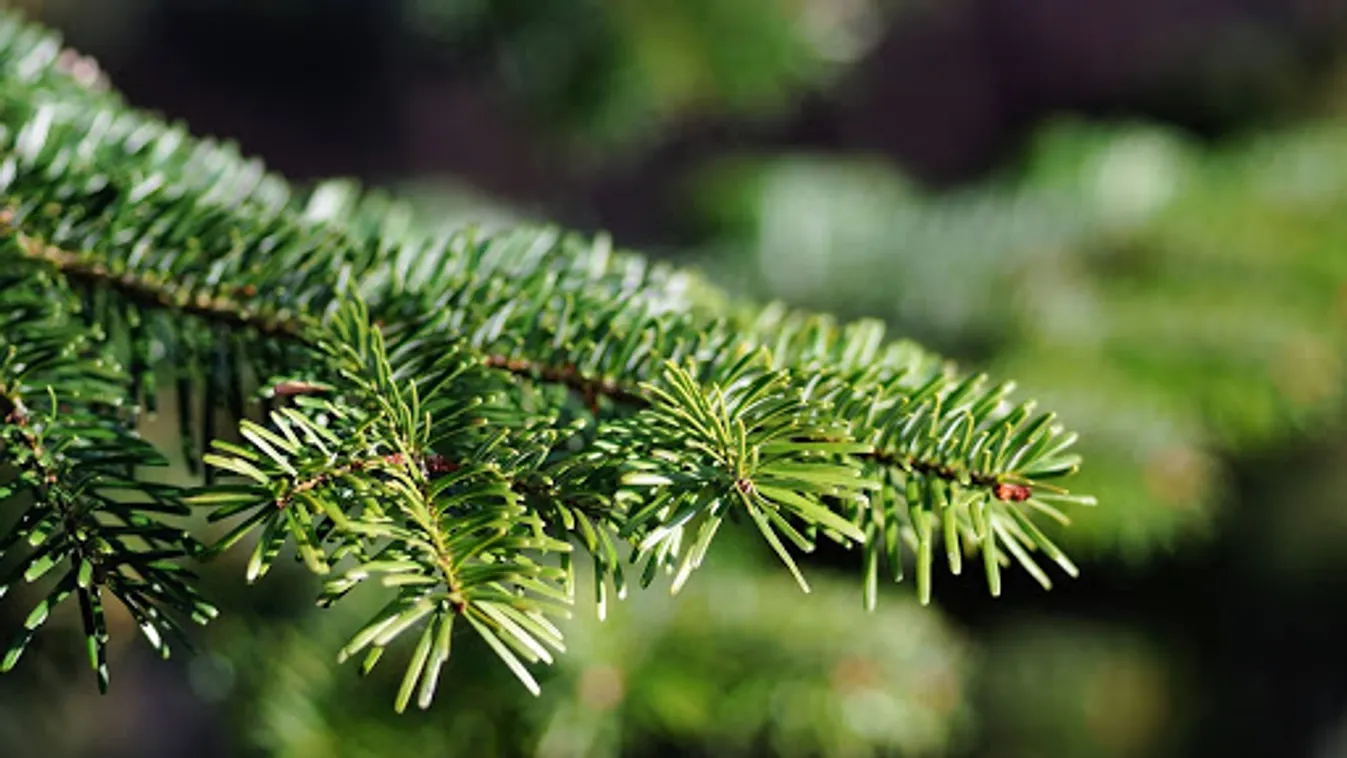 A fenyőtermesztők visszafogottabb forgalomra számítanak az idén