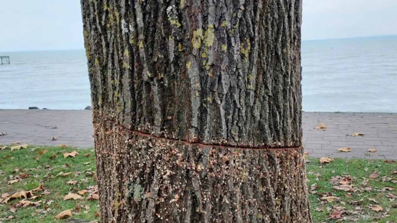 Díjkitűzés a csopaki strandon álló tölgy megrongálása ügyében