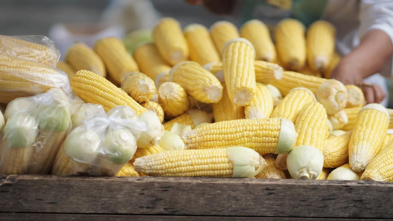 Az agrártárca felülvizsgálja a kukoricafelvásárlás minőségvizsgálati gyakorlatát