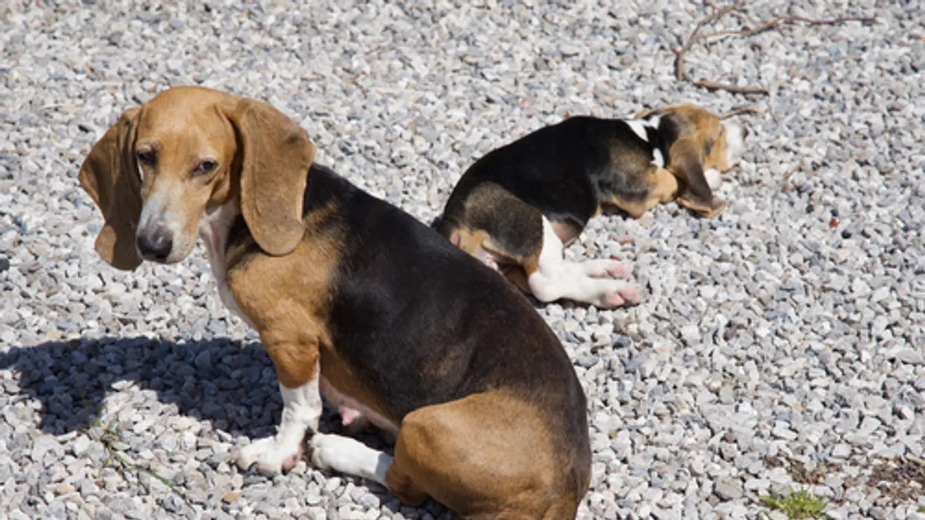 Kiskutyák elhanyagolása miatt vádat emeltek egy pécsi nő ellen