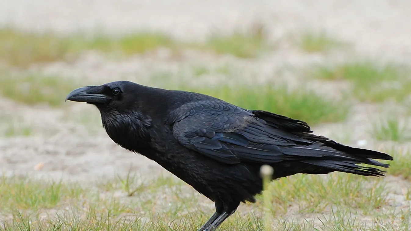 Hollók pusztítják a bárányokat – Soroló