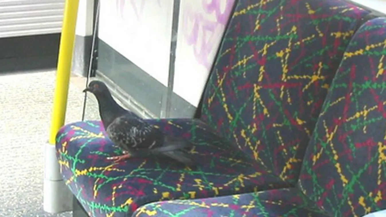 Szuperintelligens galambok használják a metrót Londonban
