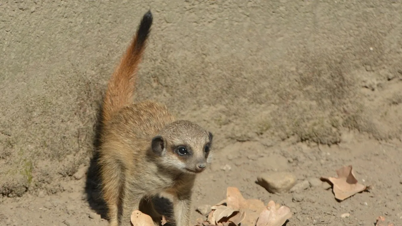 Szurikáták születtek Szegeden