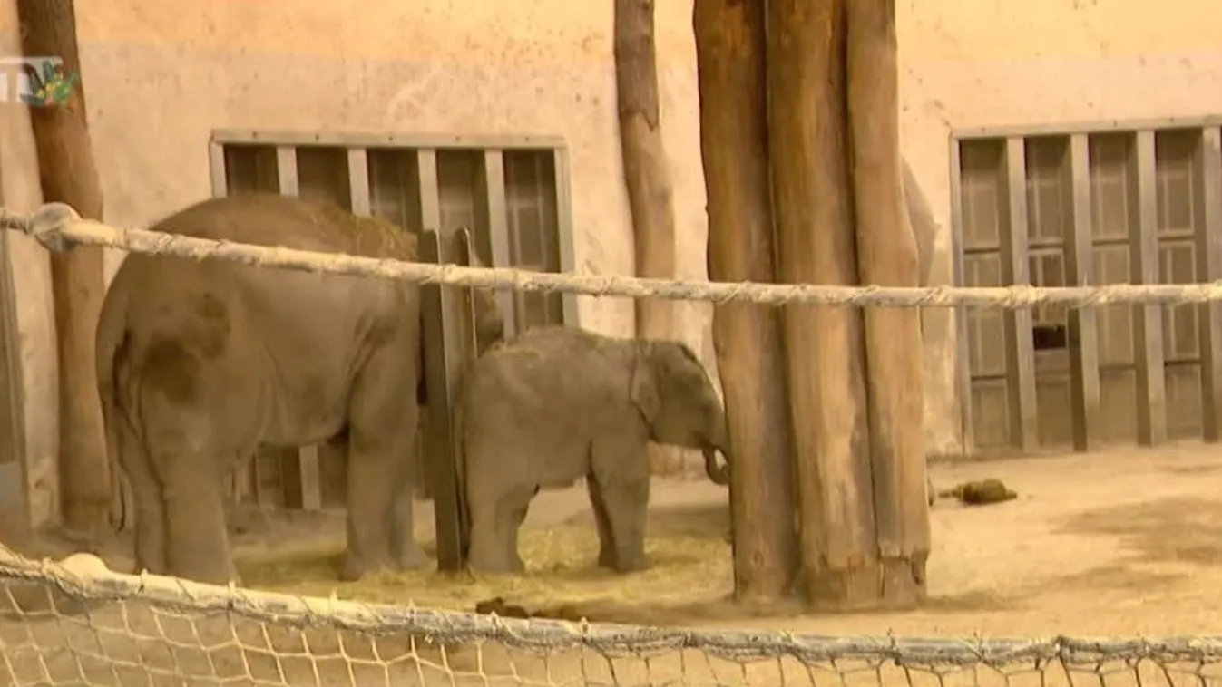 Az ünnepek alatt is látogatható a Fővárosi Állat- és Növénykert