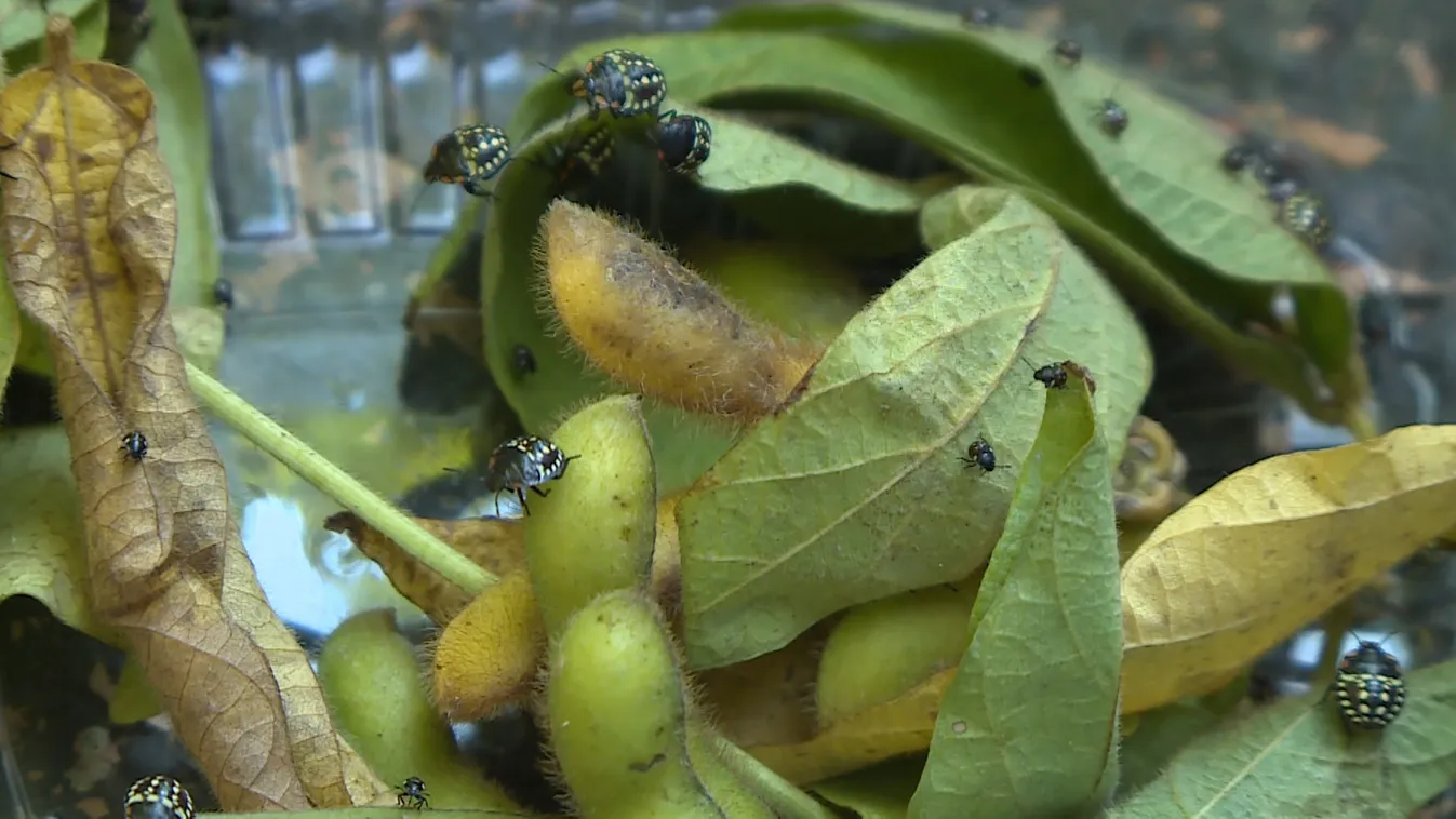 Napindító – Új poloskafajok jelentek meg