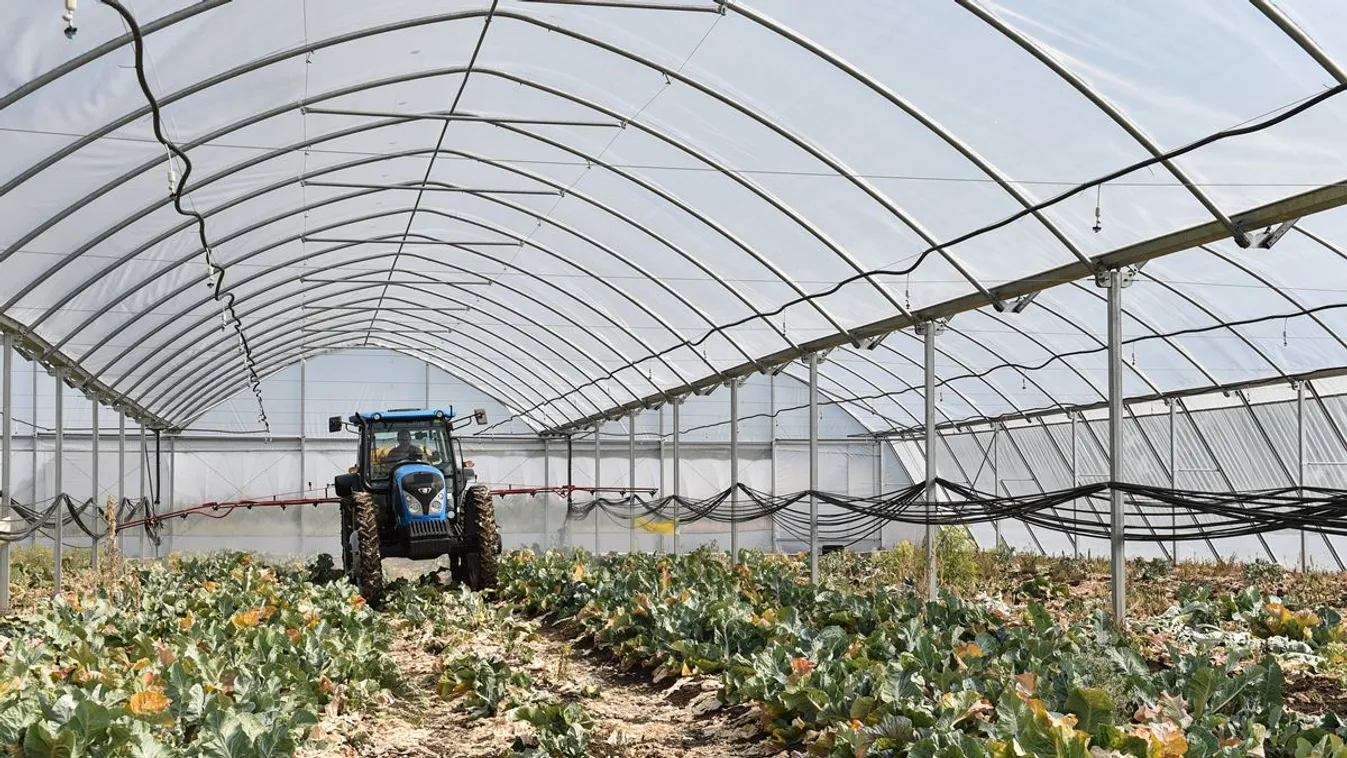 Állami támogatásból termesztenek kóser zöldséget Kisvárdán