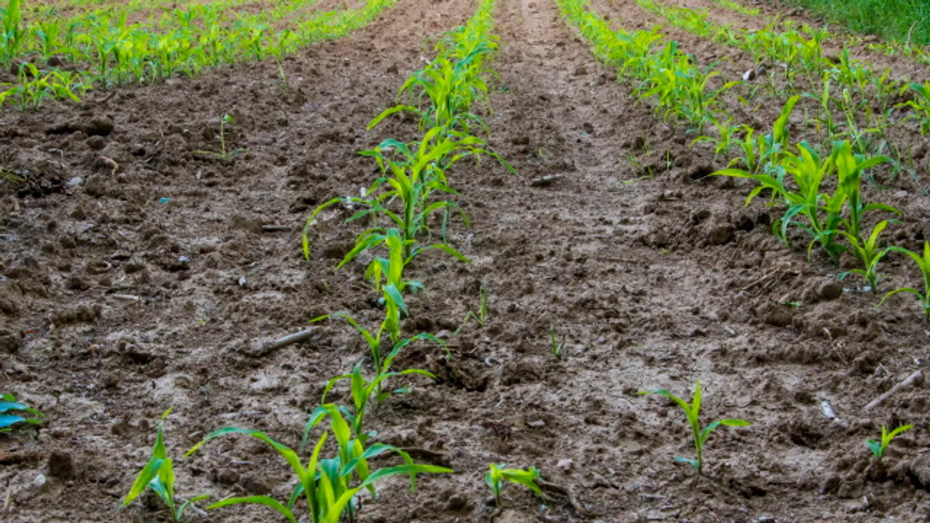 Bizakodnak a magyar gazdák: ez a növény lehet az idei év nagy nyertese