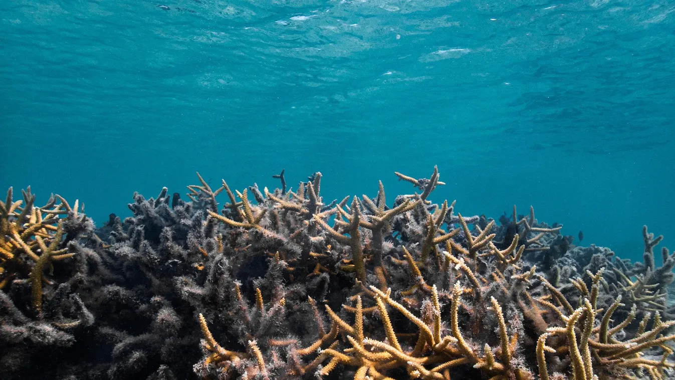 Tudósok drámai figyelmeztetése: hamarosan dőlhet az első dominó