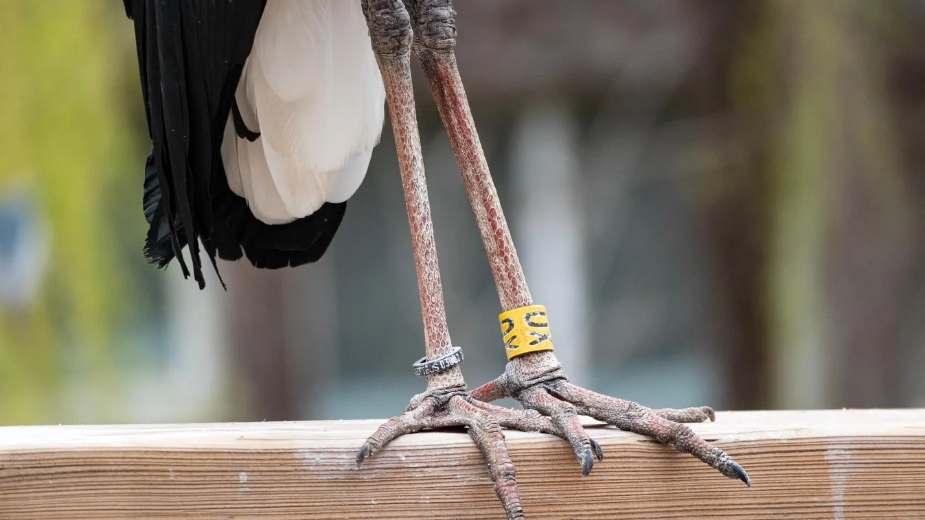 Ezért fontos a madárgyűrűzés