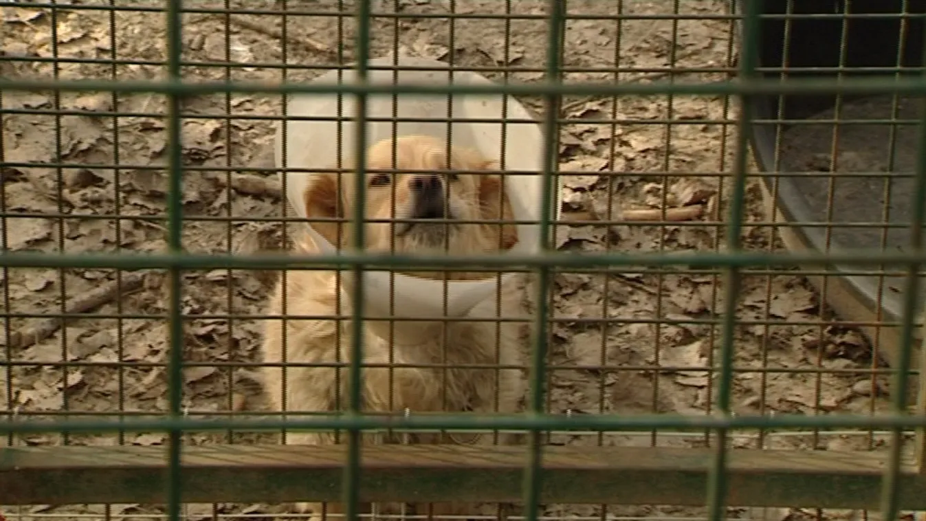 A kemény mínuszokban az állatokról se feledkezzünk meg!