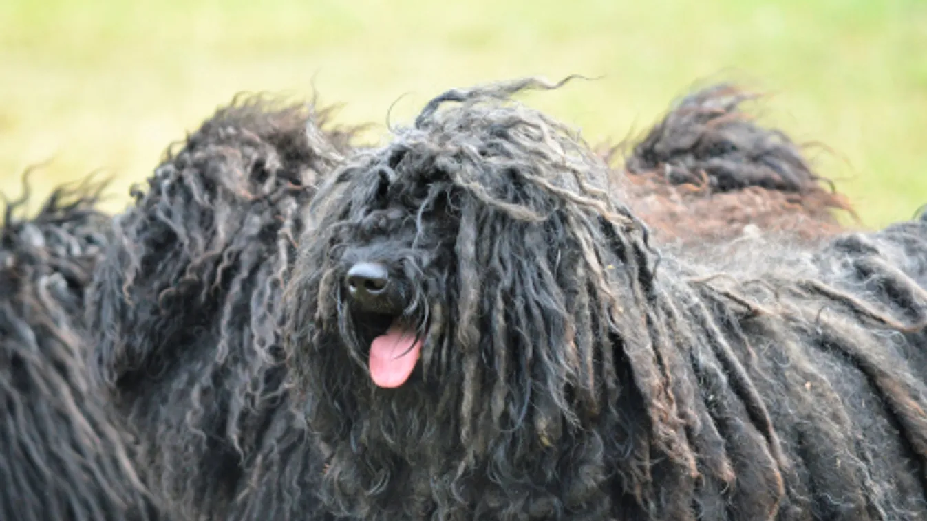 Magyar pásztorkutyák világtalálkozója Komáromban