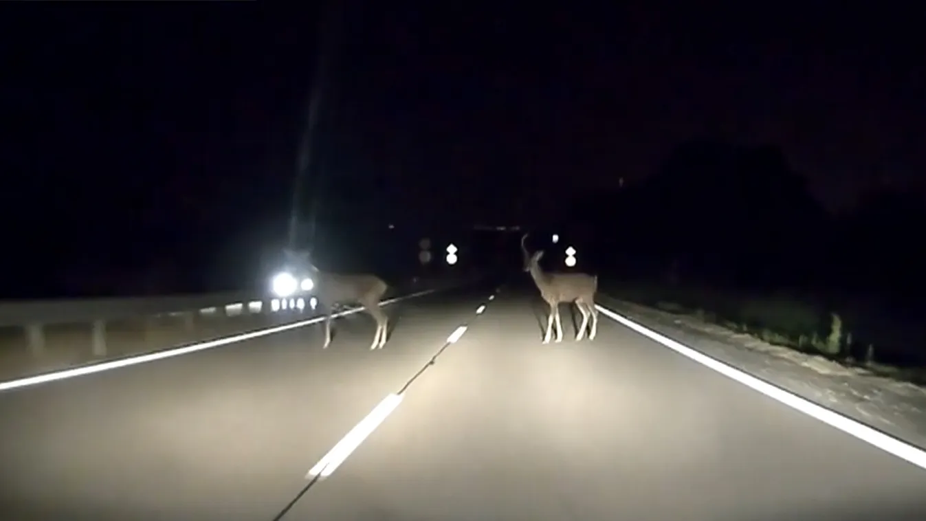 Radar - Vadveszély az utakon