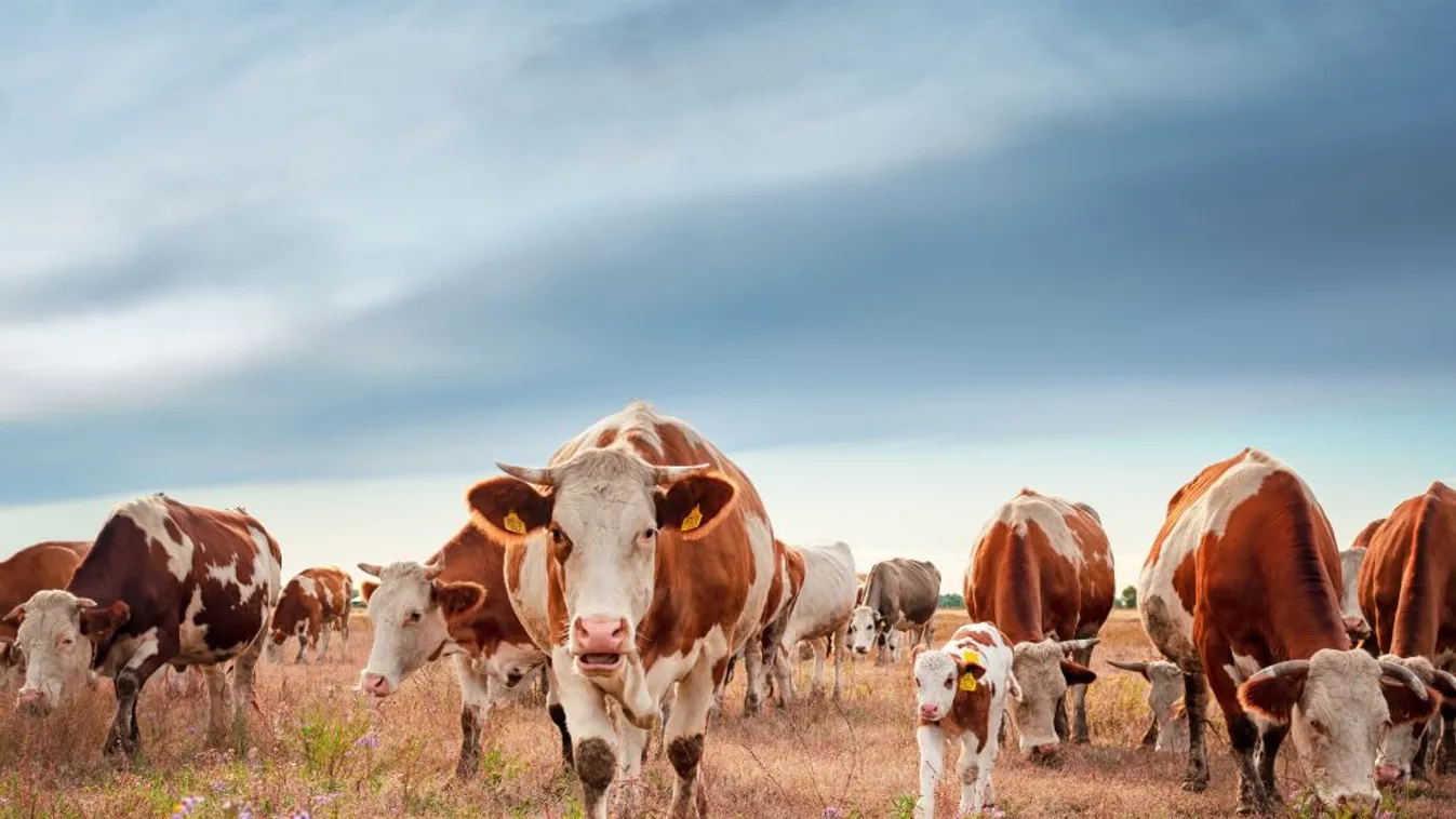 Feloldották a kéknyelvbetegség miatt elrendelt korlátozásokat