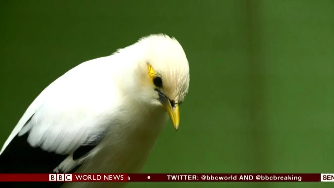 A kihalás szélén – BBC Our World