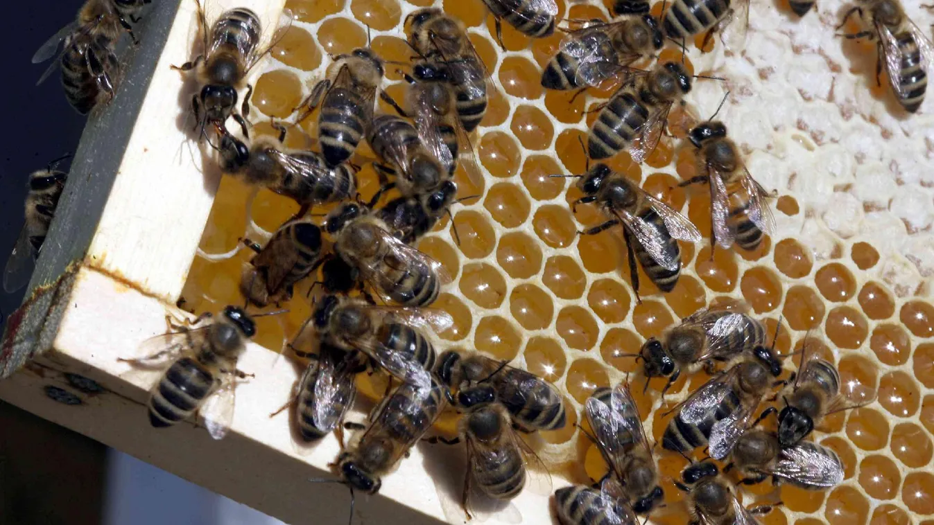 Gyászos a helyzet mézfronton