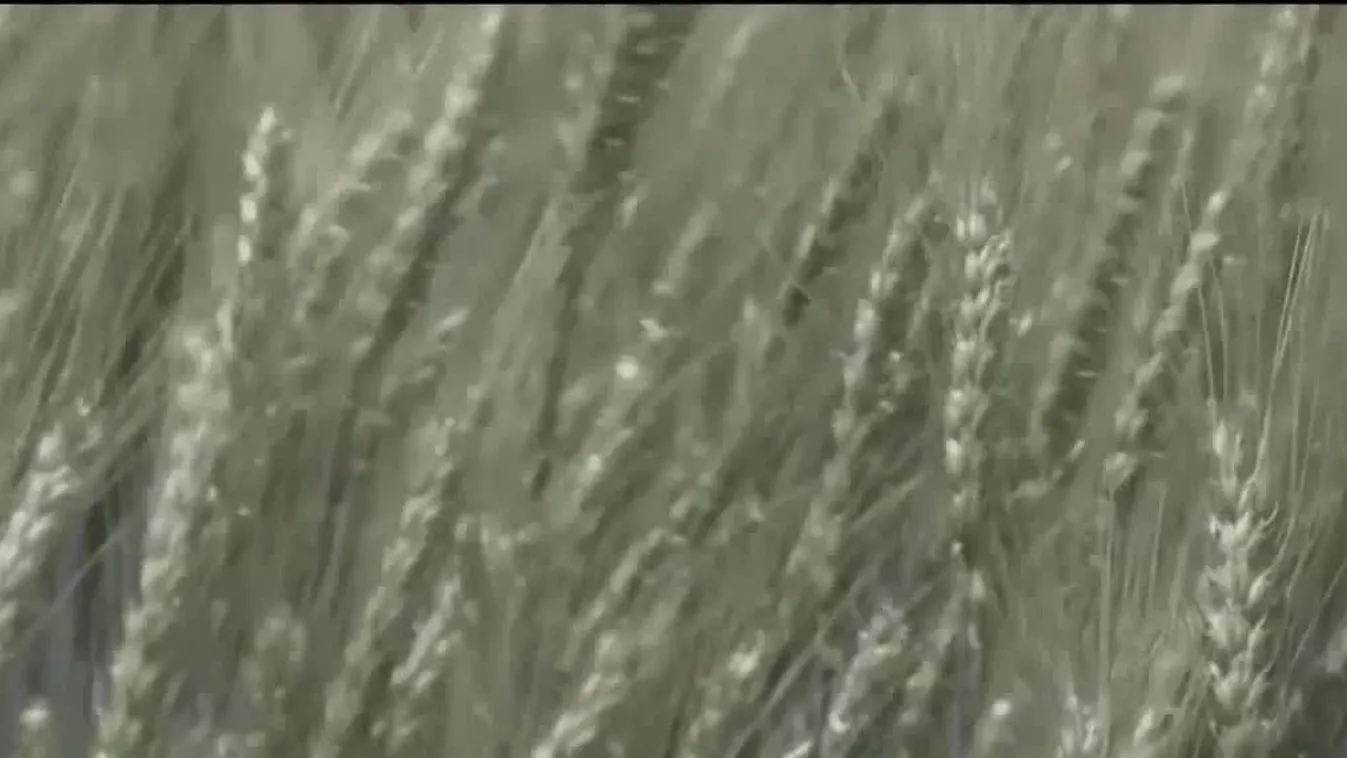 Radar: Újraindul a gabonaszállítás