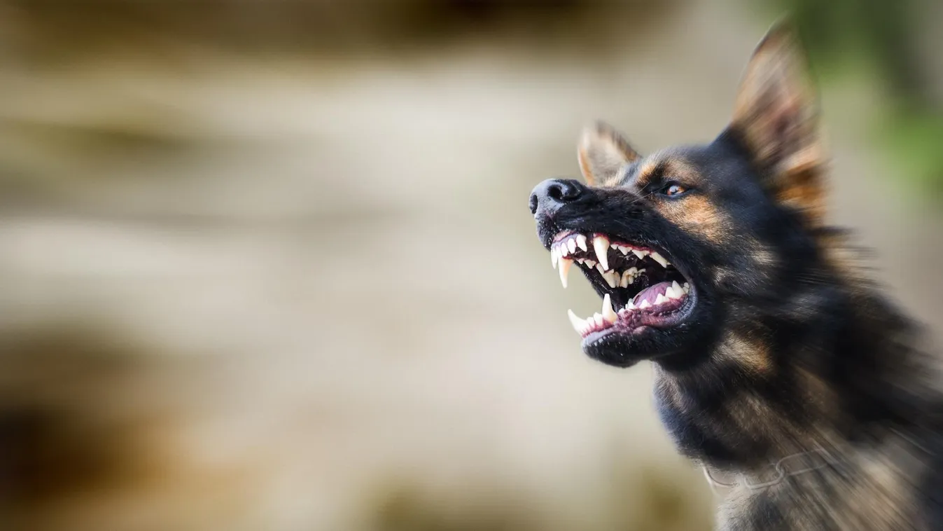 Állatok martak halálra egy négyéves kisfiút