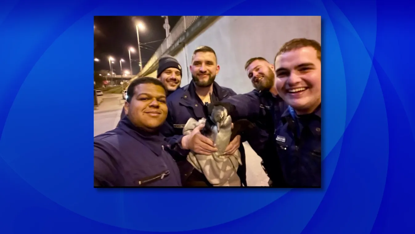 Szökésben lévő pingvint fogtak el a fővárosi rendőrök