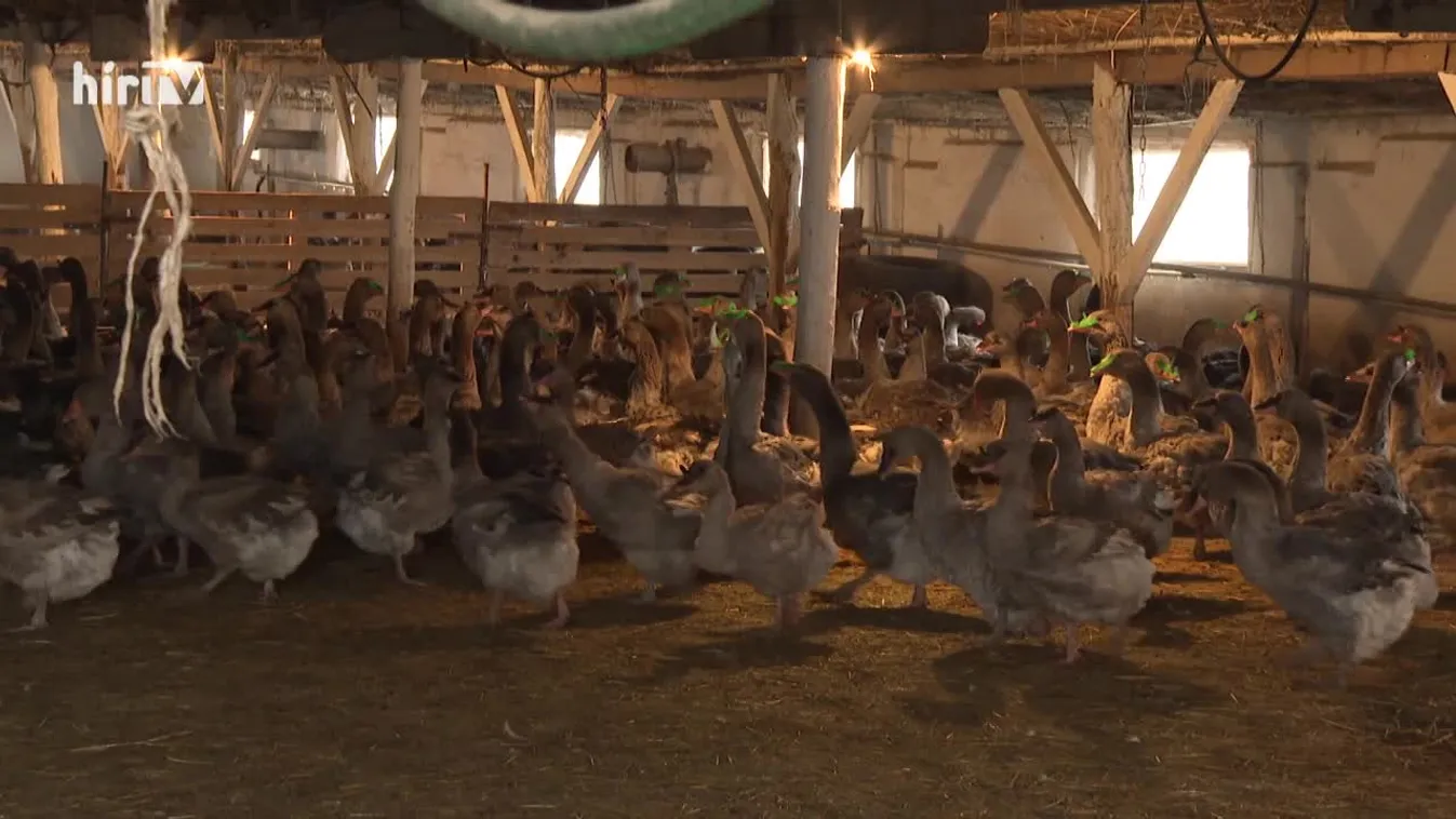 Soroló: Végigsöpört a madárinfluenza Bács-Kiskunban