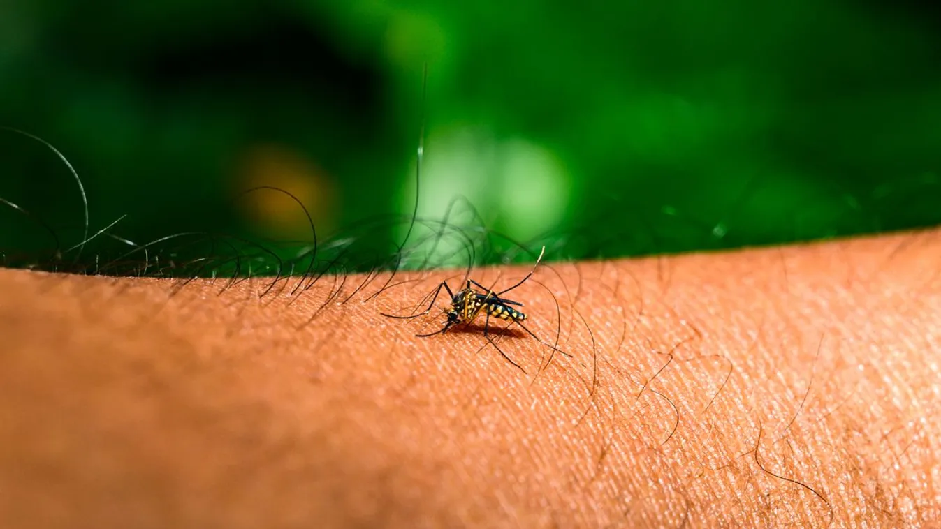 Trópusi kór ütötte fel a fejét Franciaországban