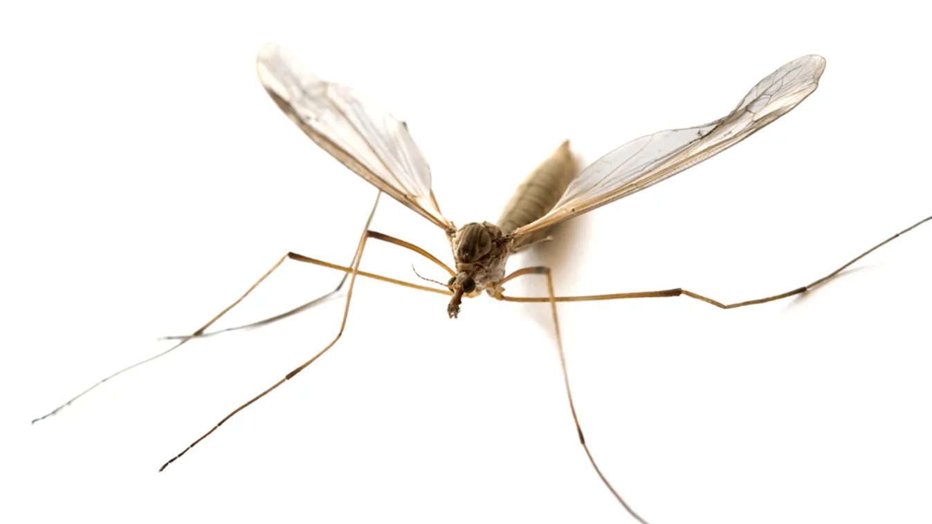 Katasztrófavédelem: folytatódik a szúnyogirtás