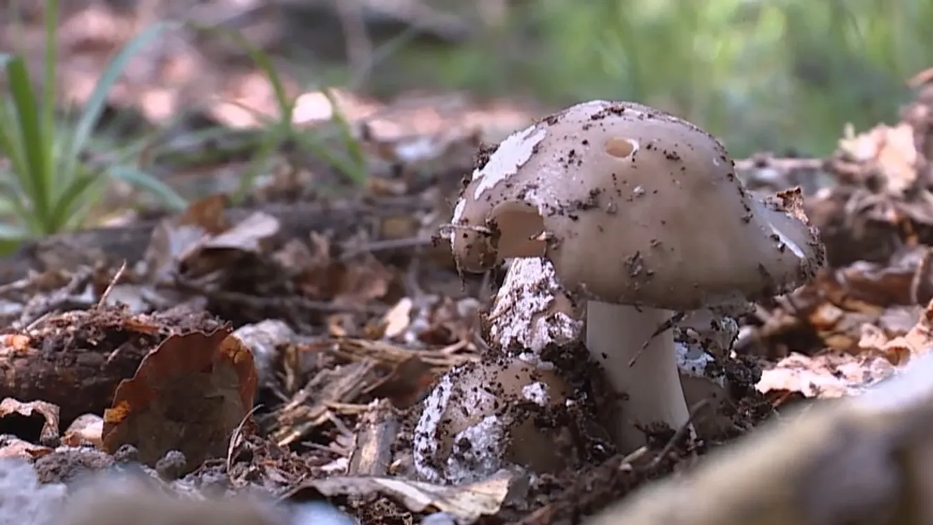 A sok csapadék miatt egyre több a gomba az erdőkben