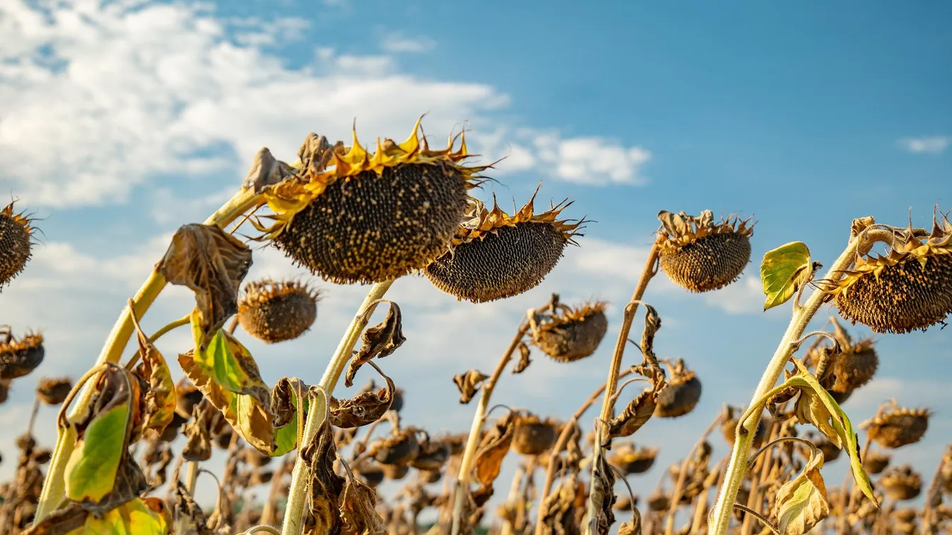 Meteorológia: 2024 a legmelegebb év volt 1901 óta
