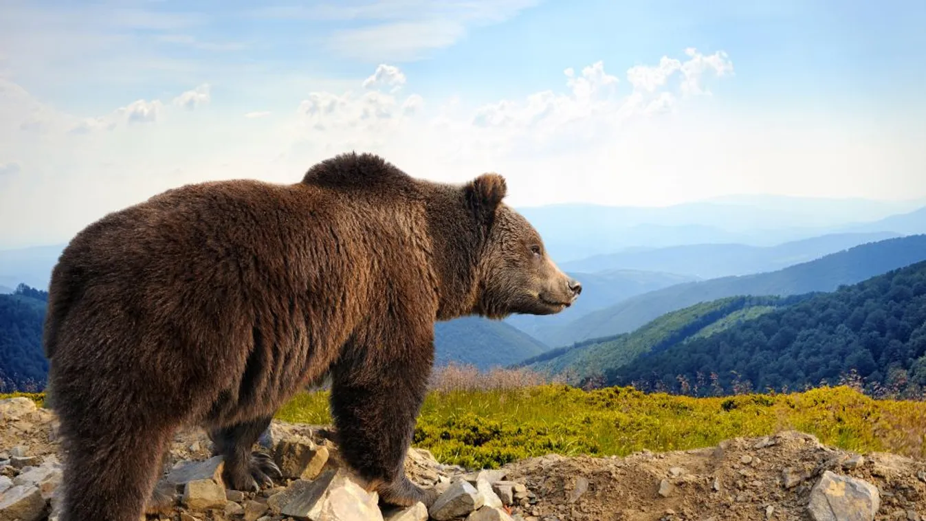 Lelőttek egy védett barna medvét Franciaországban