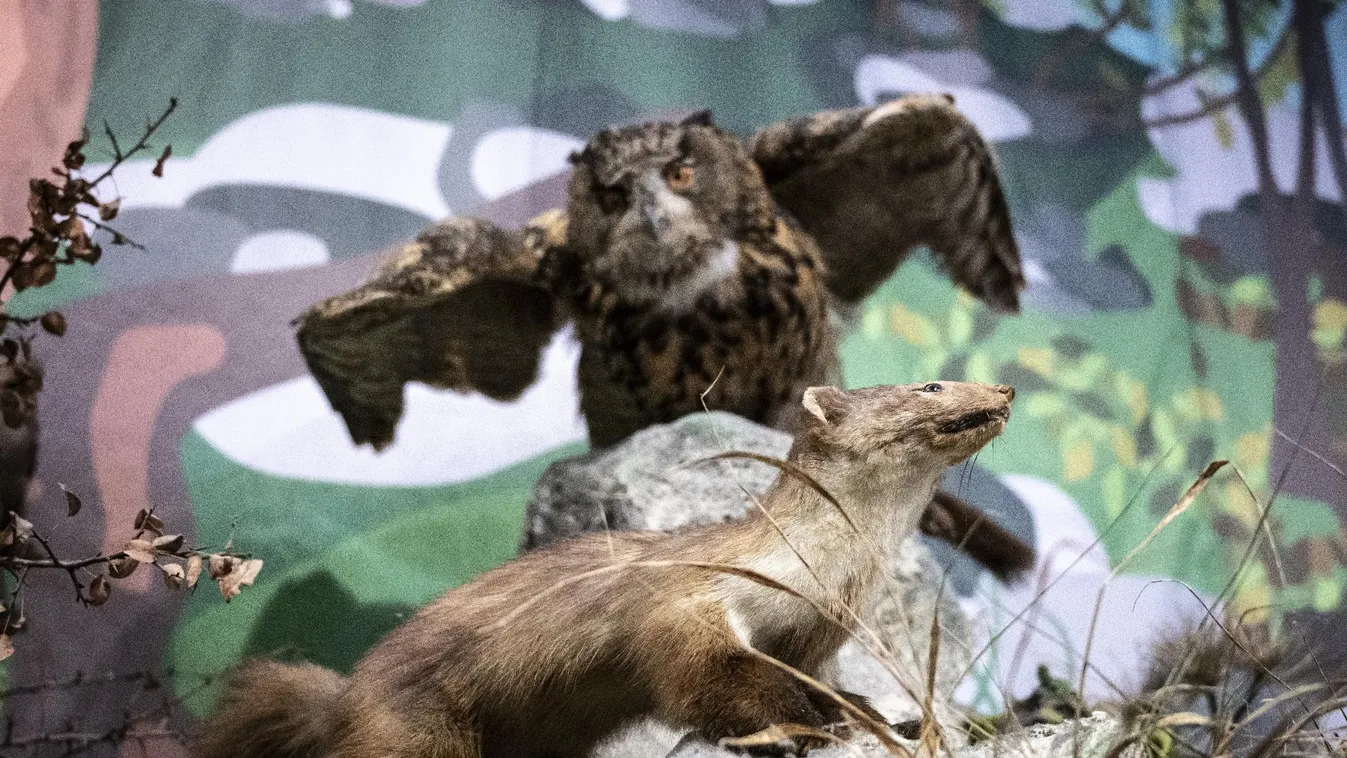 Közösen ünnepli a 125 éve született Fekete Istvánt a PIM és a Természettudományi Múzeum