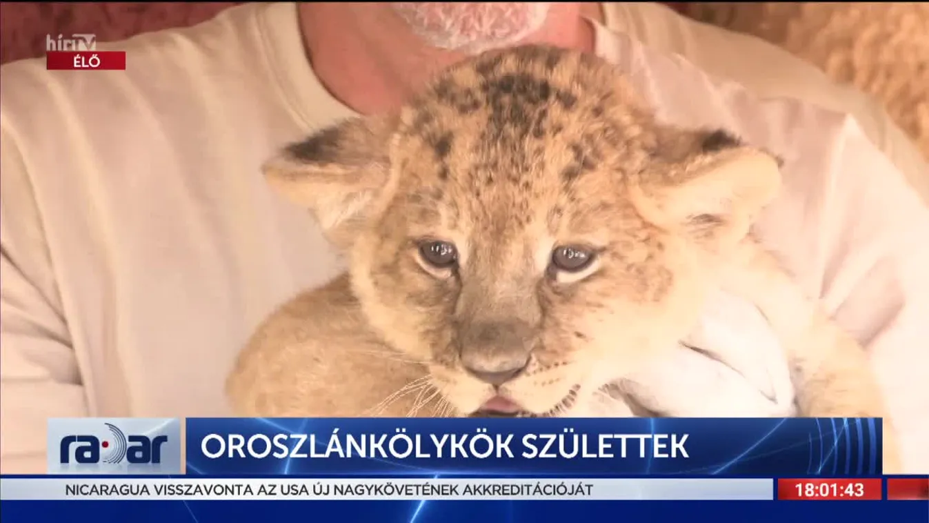 Radar: Oroszlánkölykök születtek