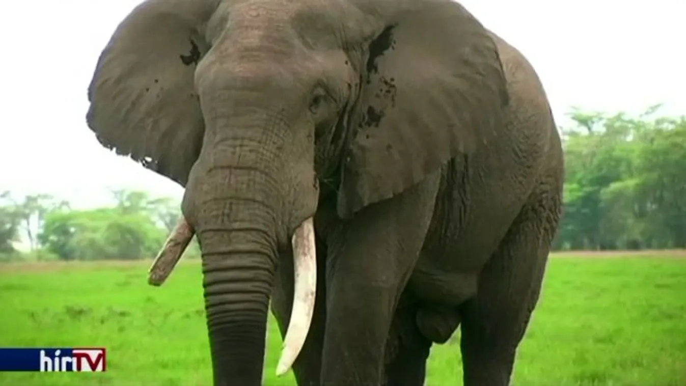 A kihalás szélére sodorták az orvvadászok az elefántokat