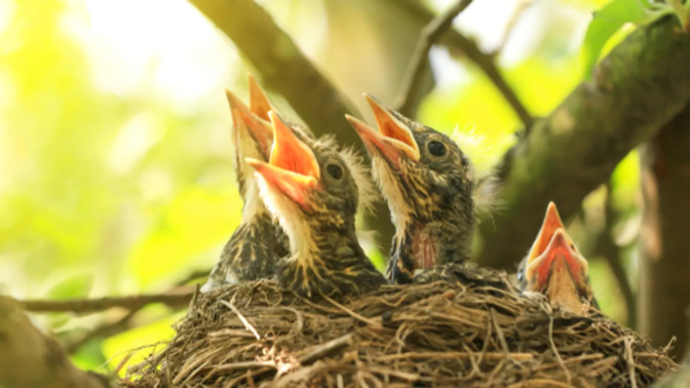 MME: Ne vigyük haza a talált madárfiókákat!