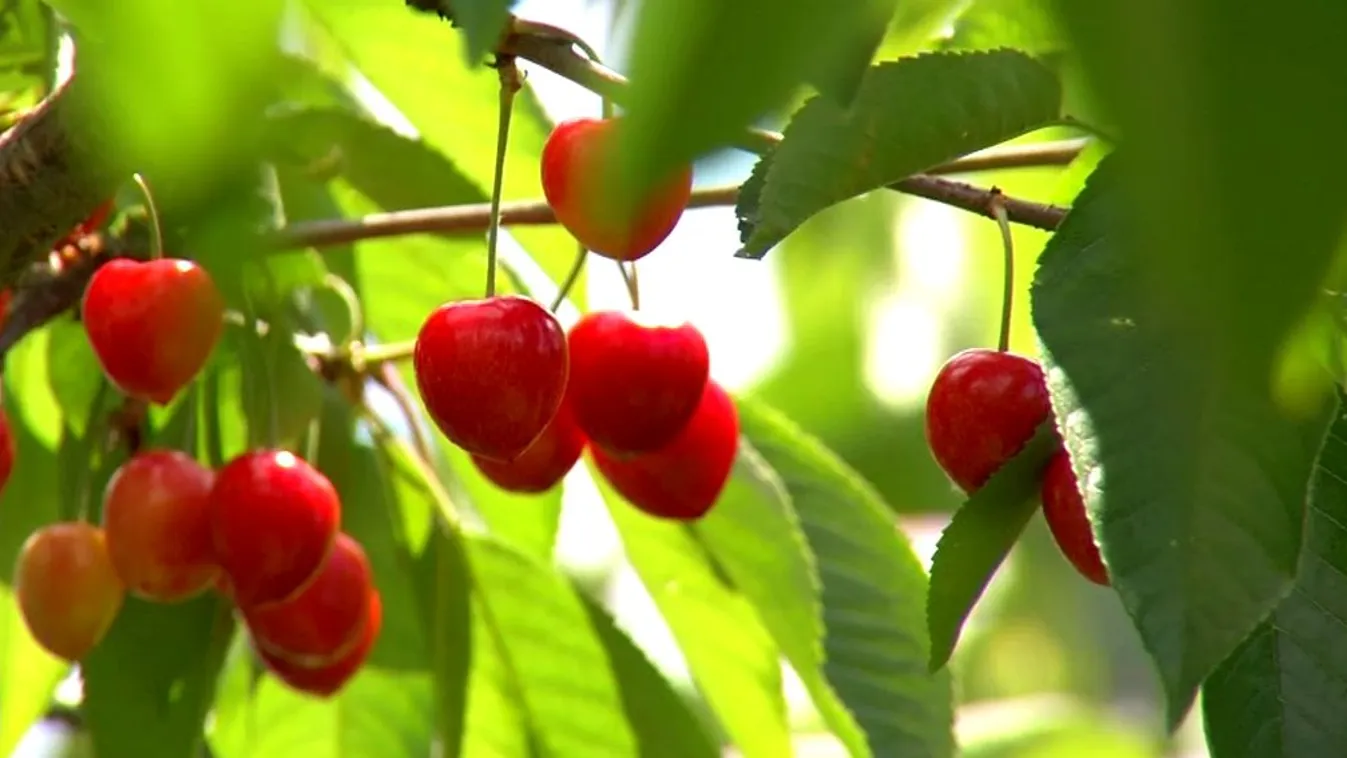 Soroló: Megfelelő helyre a megfelelő fajtákat