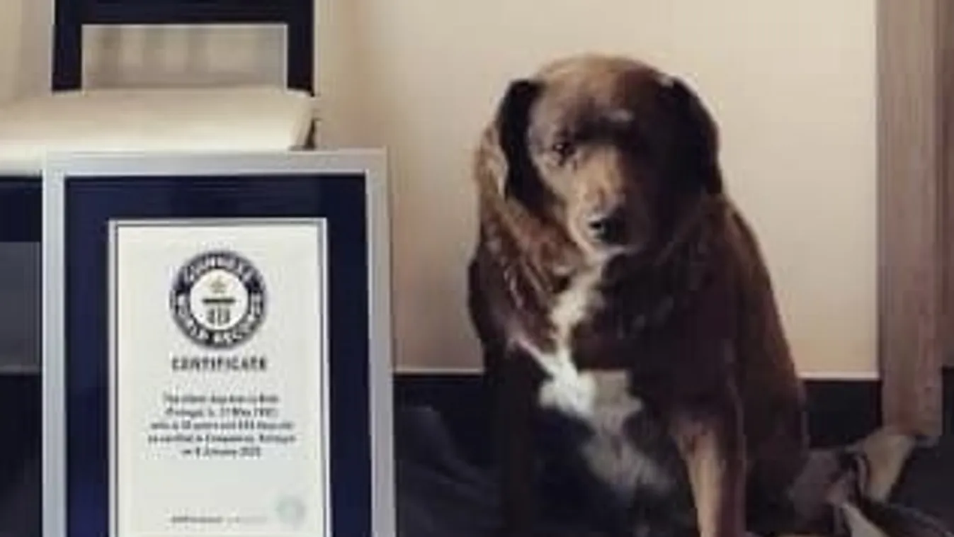 Egy 30 éves masztiff lett minden idők legöregebb kutyája