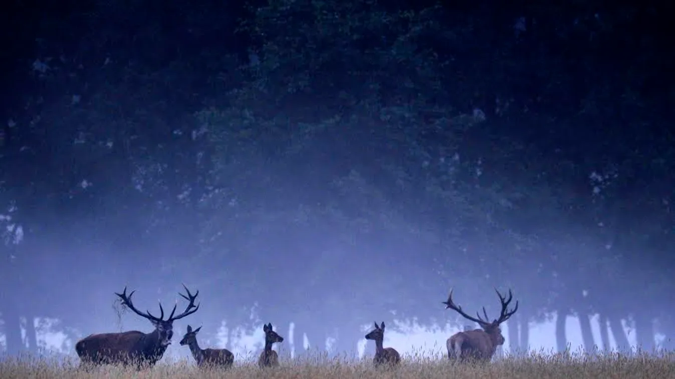 Nem tudták megmenteni az aknába zuhant szarvas életét