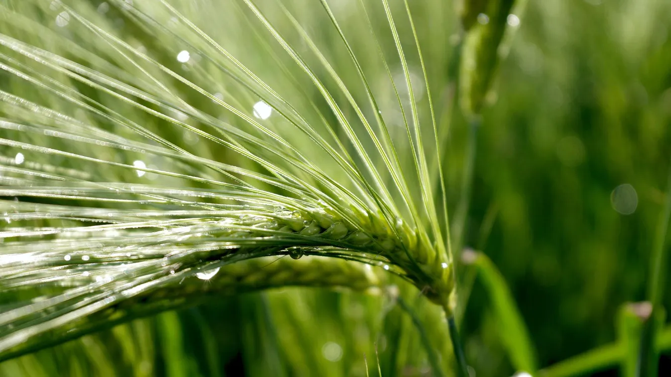 Napindító – Az esőzés hatása az agráriumra