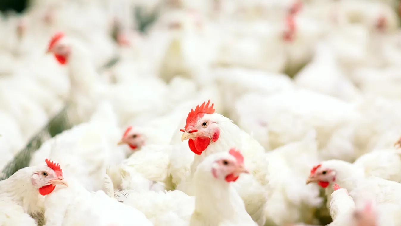 Országszerte zártan kell tartani a baromfit