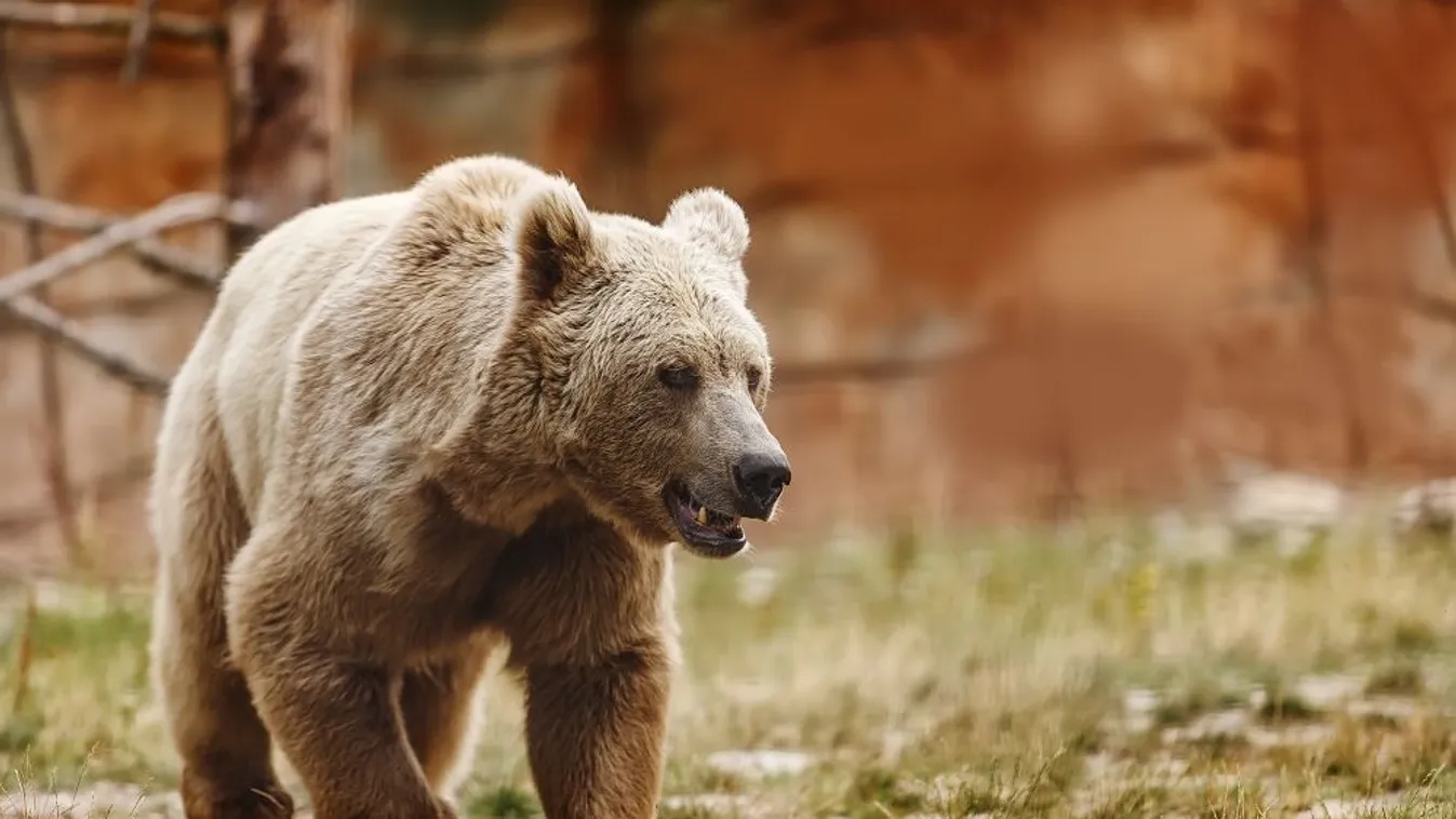 Magyar tanyán rendezett mészárlást egy medve