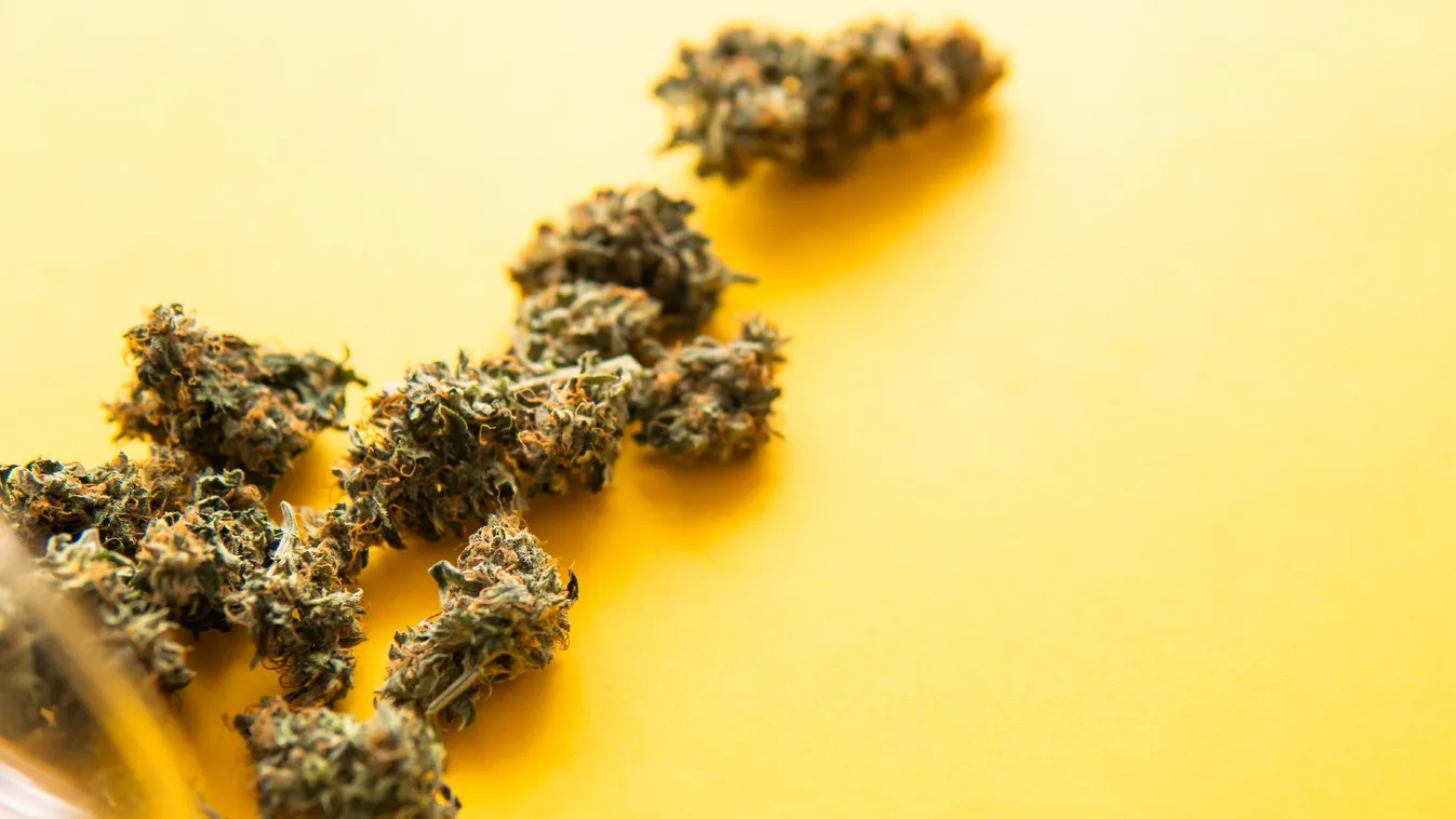 Legális a marihuána Ukrajnában