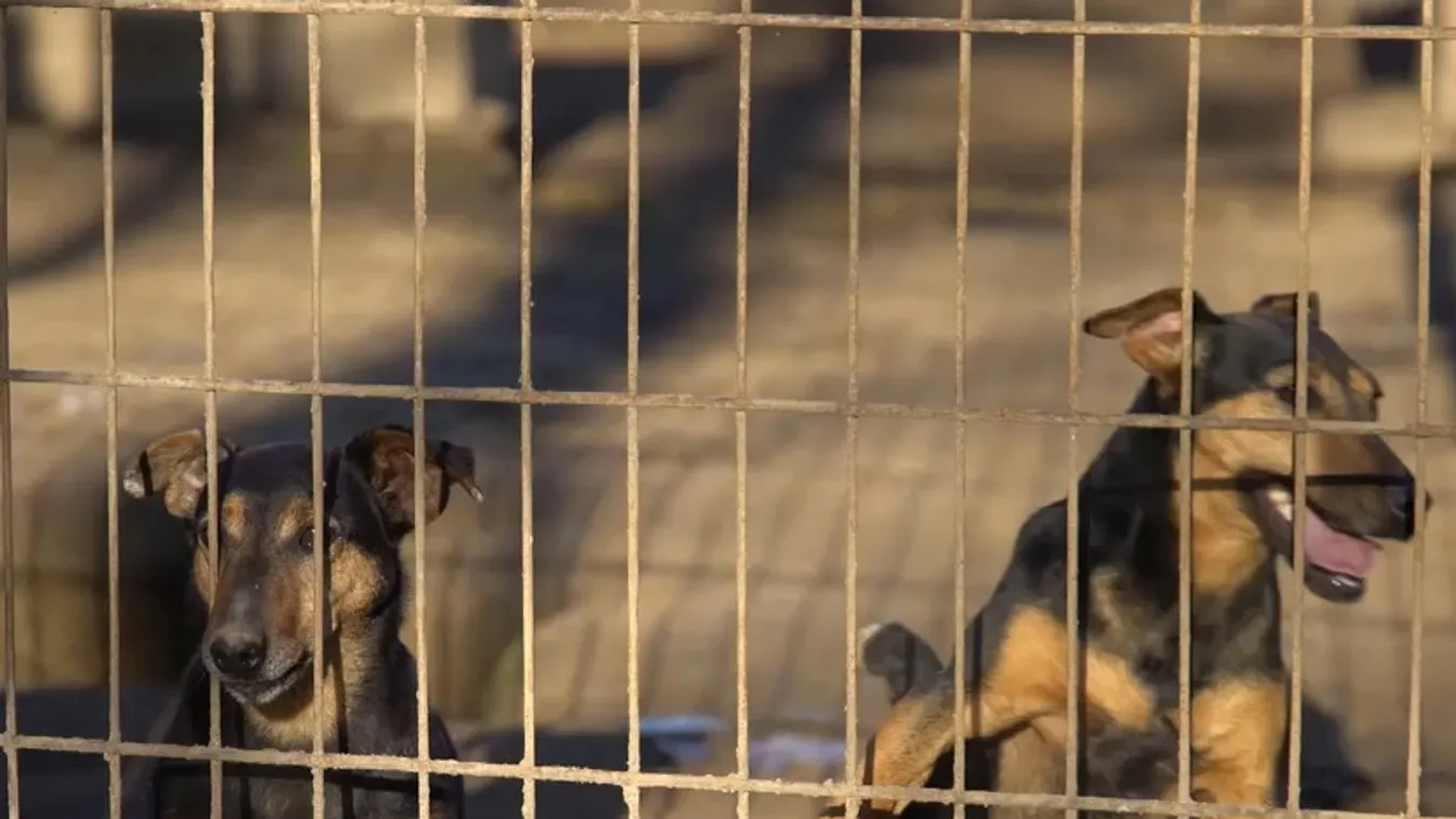 Több száz kutya szökik meg otthonról a tűzijátékok és a petárdázások miatt  + videó