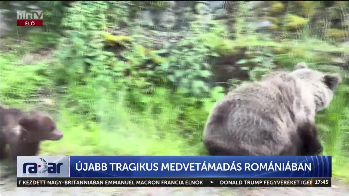 Radar - Újabb tragikus medvetámadás + videó