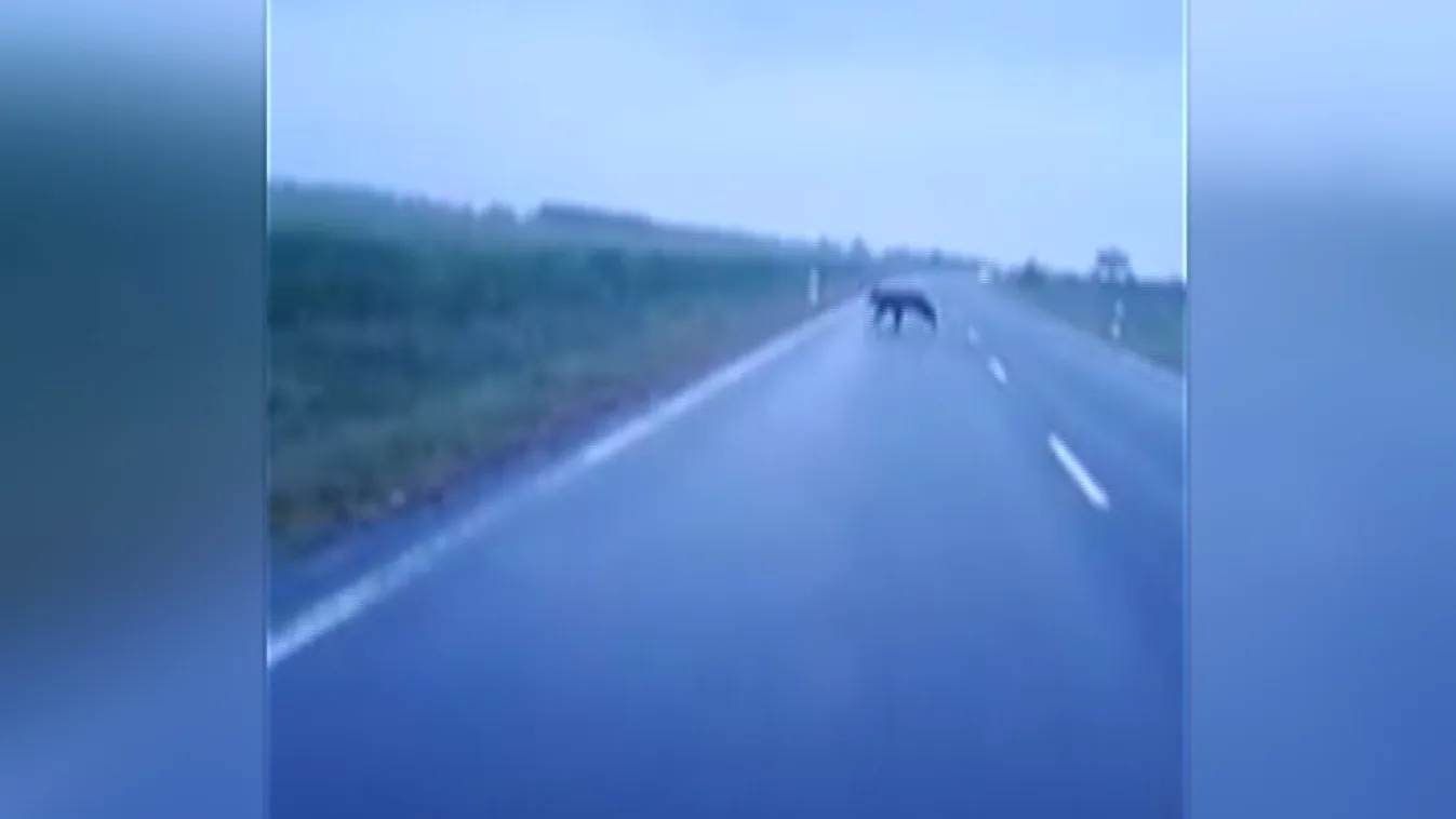 Átfutott az M43-ason, majd a kukoricásba rontott a medve