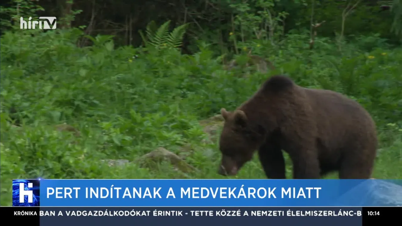 Pert indítanak a medvekárok miatt