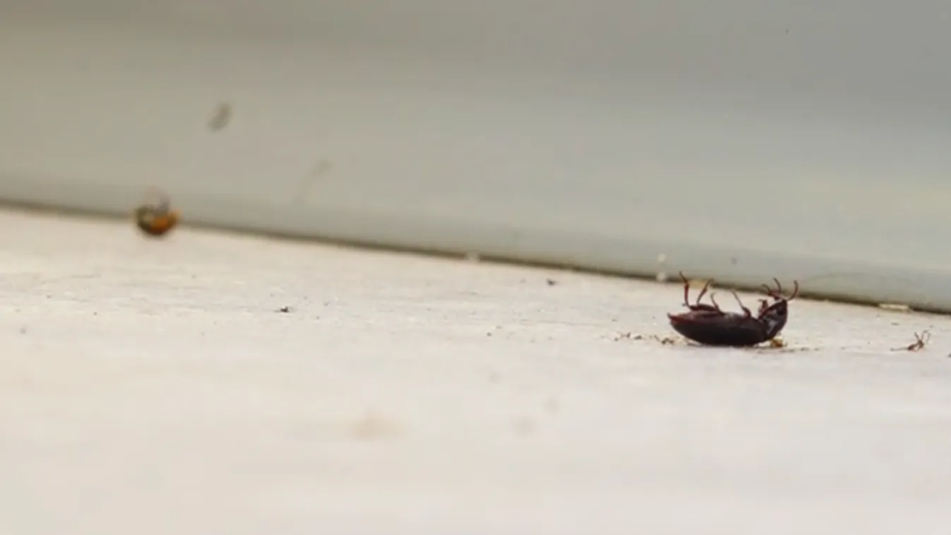 Bogárinvázió Pécsen.