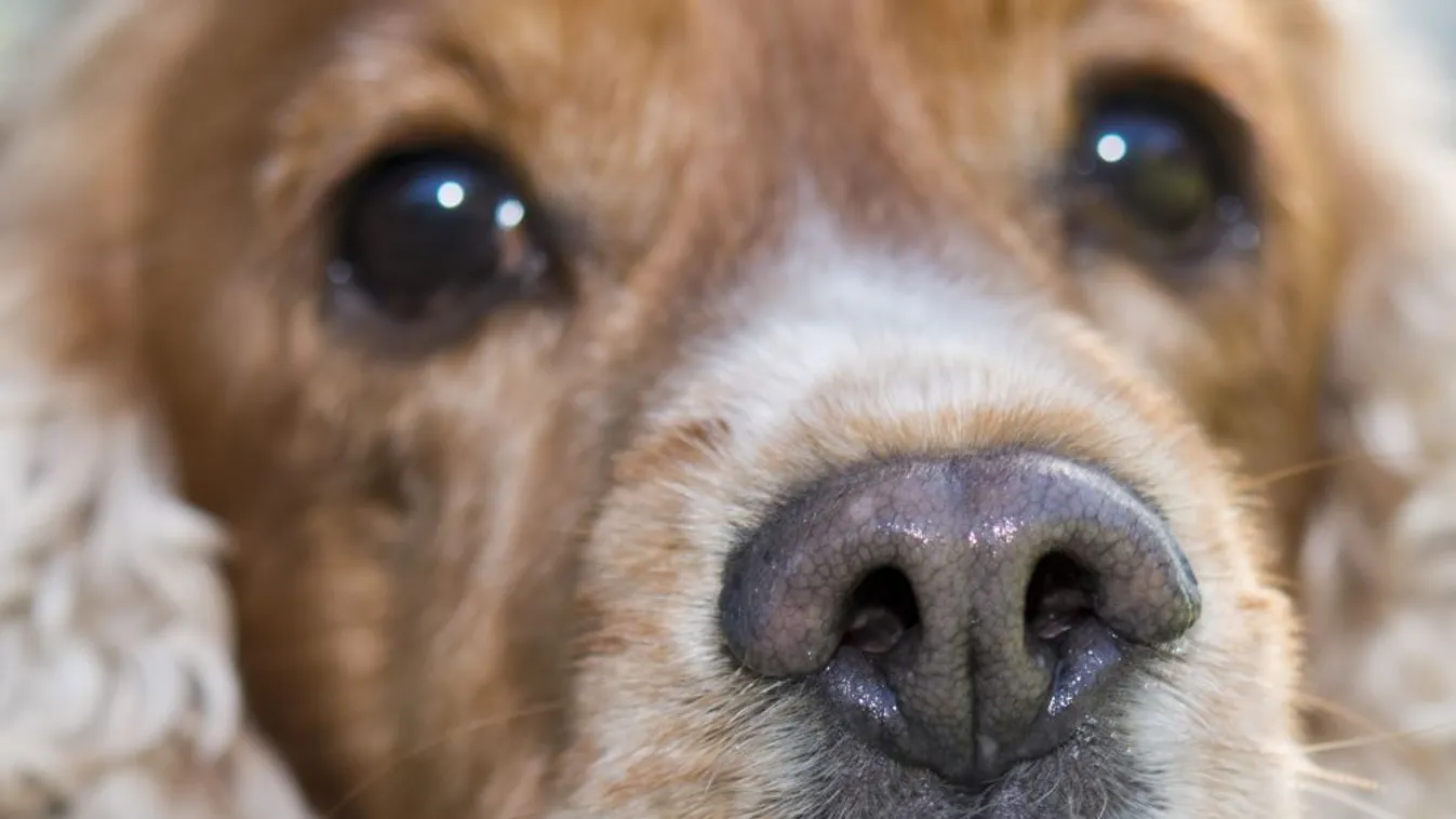 A betanított kutyák 94 százalékos pontossággal szagolják ki az új koronavírust