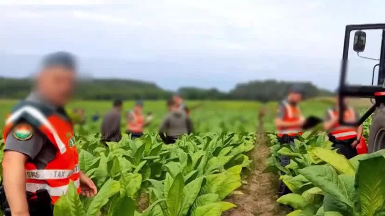 Radar - Drónokkal ellenőrzött dohány