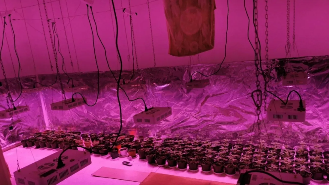 138 darab kannabisz növény miatt kell felelnie