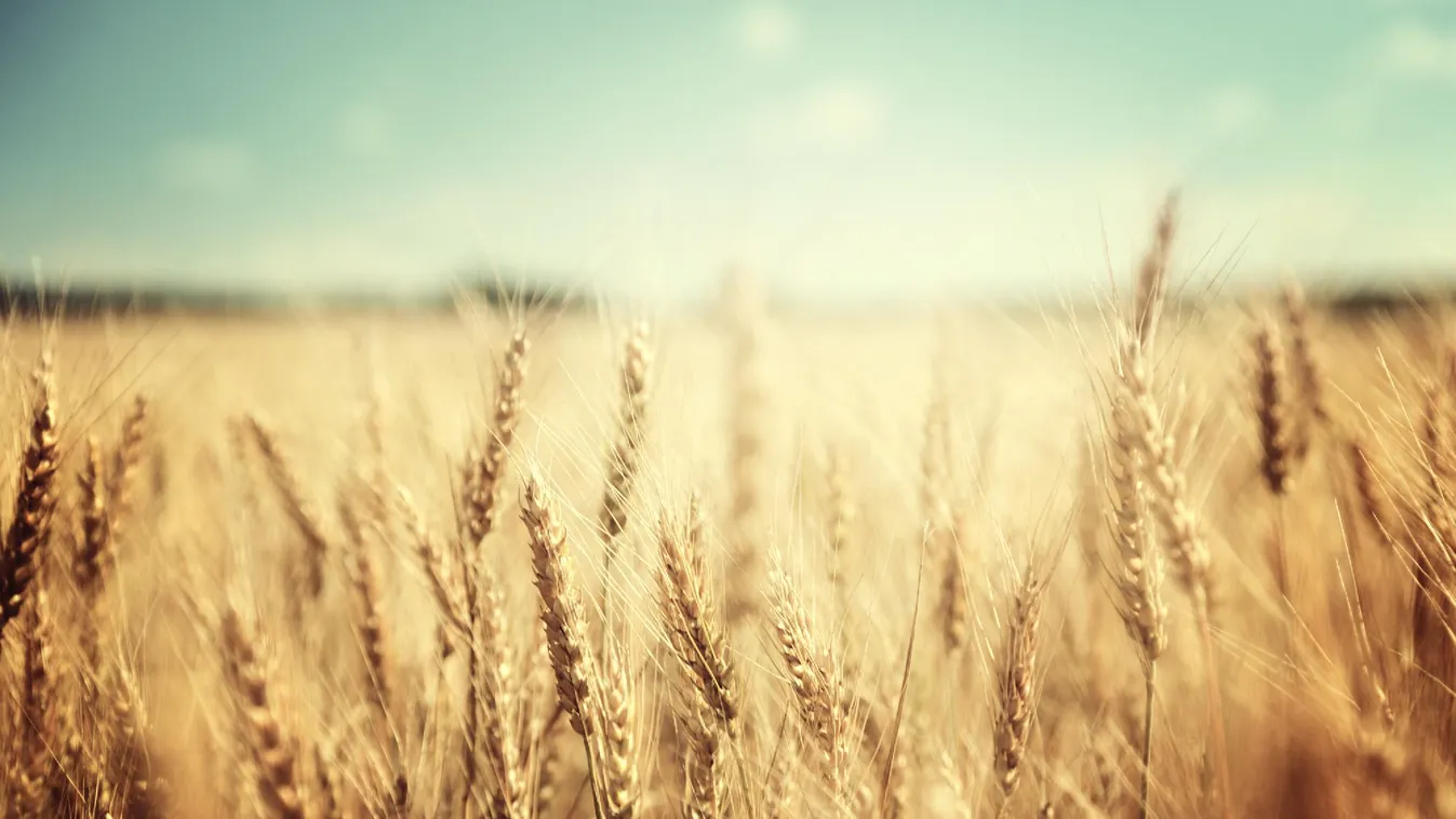 Gombafertőzés veszélyezteti a búza- és árpaállományt